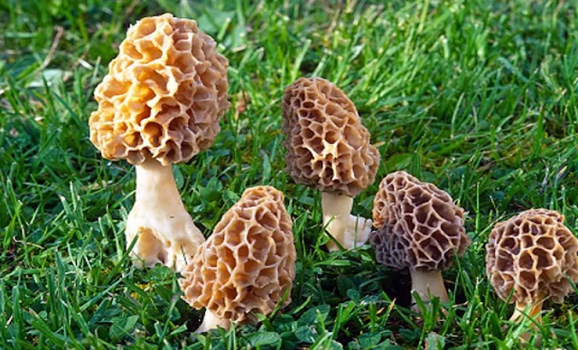 harsh78416467's tweet image. blog.vinaypatelclasses.com/2022/05/descri… Describe a plant, vegetable or crop that you are familiar with#wednesdaymotivation #WednesdayWisdom #wednesdaychallenge #SPEAKINGCHALLENGE #ieltspreparation #ptepreparation #grepreparation #satpreparation #toeflpreparation #Naranpura #newranip