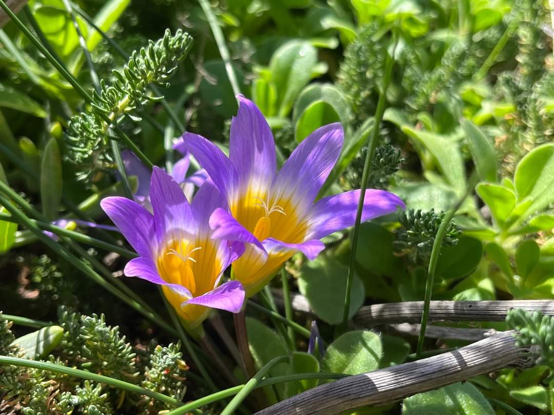 As spring gets nearer we start getting an explosion of colours on the rock. Romulea clusiana seen around Europa point yesterday. 📷 by GONHS member Kian Khalilian #flora #fauna #flowers @ThinkingGreenGI @GibReserve