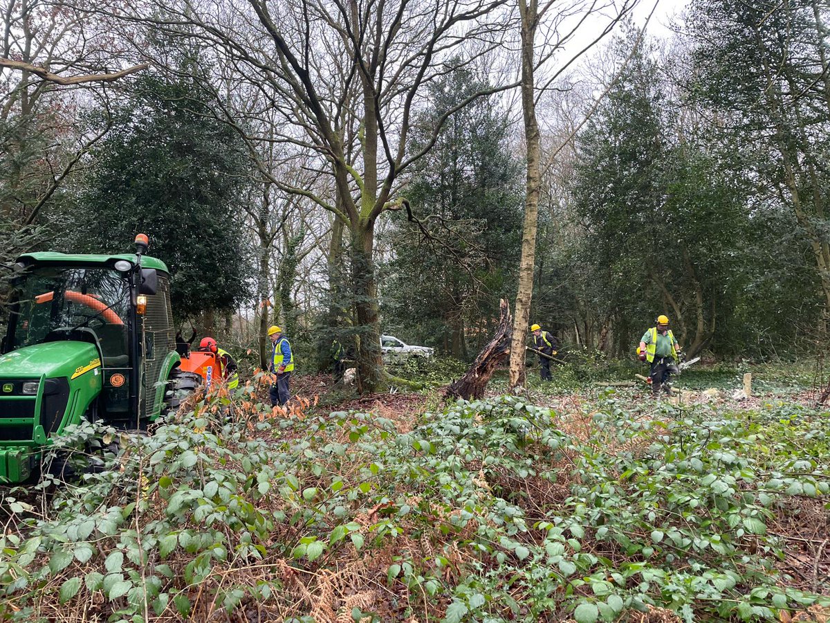 Valentine’s Day and our #volunteers are showing their love for the #woodlands by planting some whips and saplings - hawthorn, blackthorn, hazel, spindle, hornbeam - and opening up one of the glades to more sunlight & air 💚 #lovenature @VisitChis @ChislehurstSocy @ChisEcoC