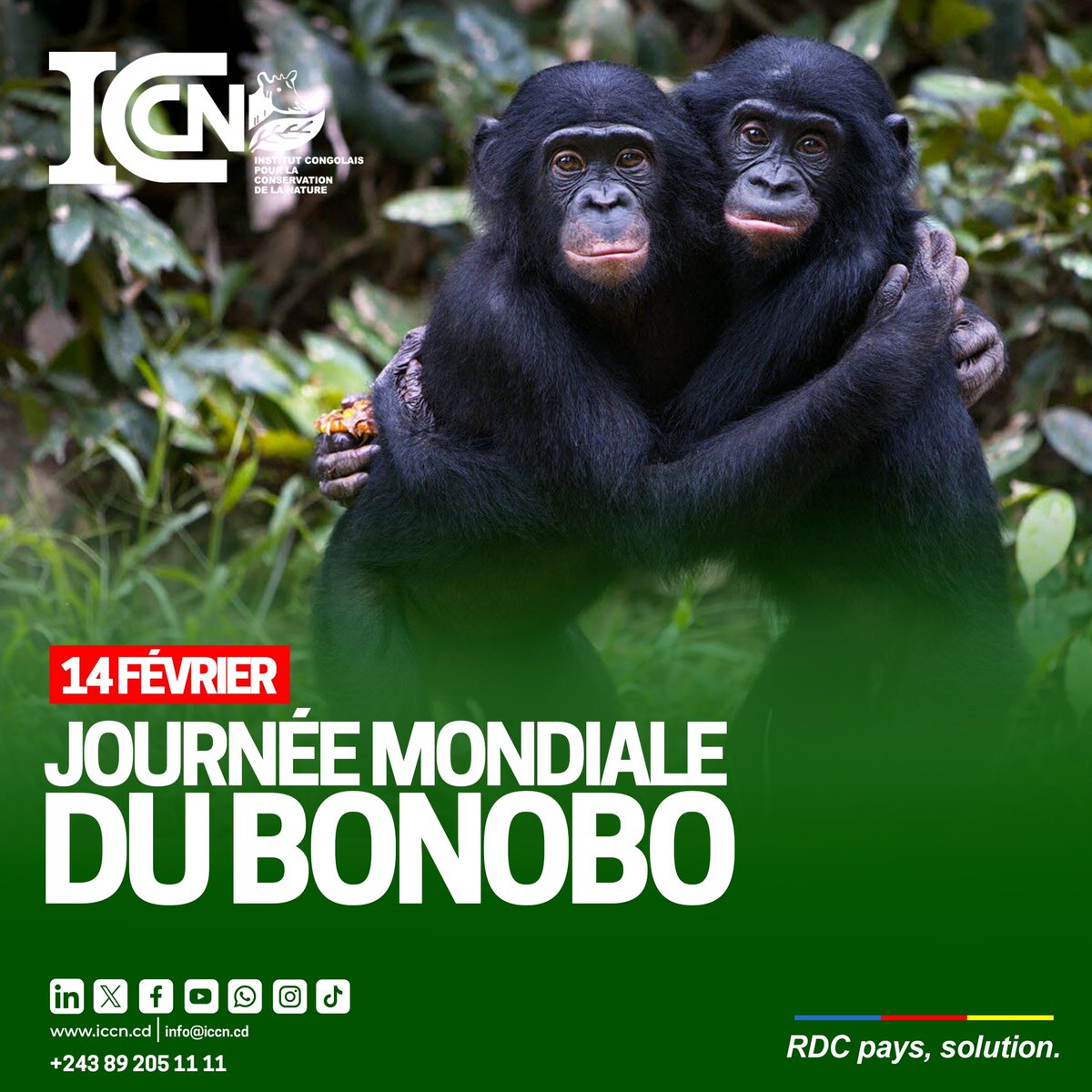 IccnRdc's tweet photo. En ce jour, nous célébrons non seulement la fête des amoureux mais aussi la journée mondiale du bonobo. 
La préservation de cette espèce est d'une importance capitale car elle est menacée d'extinction.
En travaillant ensemble, nous réussirons à faire la différence.

#bonoboDay https://t.co/L000haDB7M