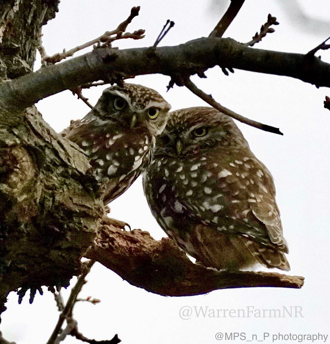 WarrenFarmNR's tweet photo. Love is in the air (literally!) here at #WarrenFarmNR with our Little Owls this #ValentinesDay 🥰🦉Our 61 acre Wildflower &amp; Grassland habitat is home to #Owls, Skylarks, Meadow Pipits &amp; so many more, sadly under threat😔Pls @EalingCouncil @imperialcollege don’t #dewild us💚#birds https://t.co/it38ejsxBQ