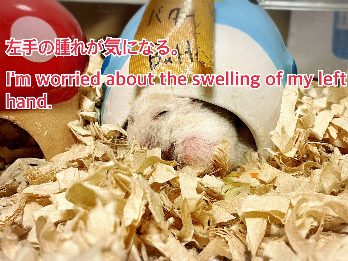 hlUutqn1jmsFbvW's tweet image. 左手の腫れが気になる。I'm worried about the swelling of my left hand.#バターちゃん🧈 #MsMa... youtu.be/q7feFRXBoHc?si… @YouTubeより
