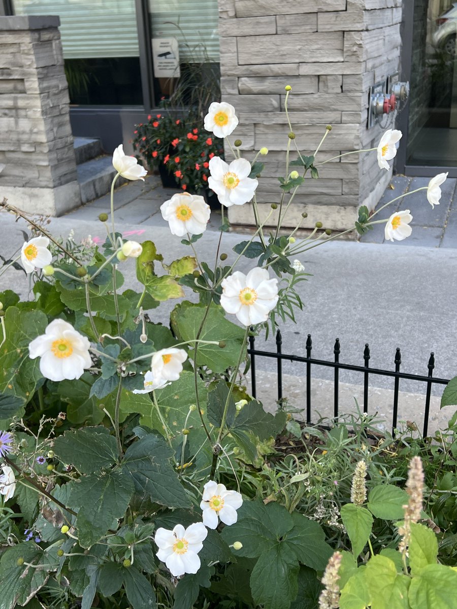 betterbeboo's tweet photo. flowers from me to you all 🌼 https://t.co/L9PjSpNpNs