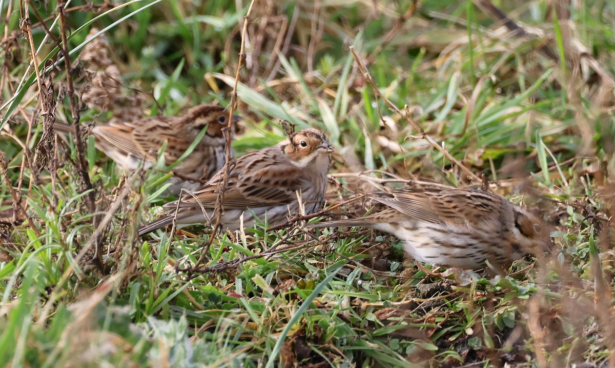 LITTLES BUNTINGS / DWERGGORZEN, Petten, Febr 13 by Rob Halff.

For more bird photo's from the Netherlands and further afield see: dutchbirding.nl/gallery

#birds #vogels #birdwatching #vogelskijken #WPbirding #Worldbirding