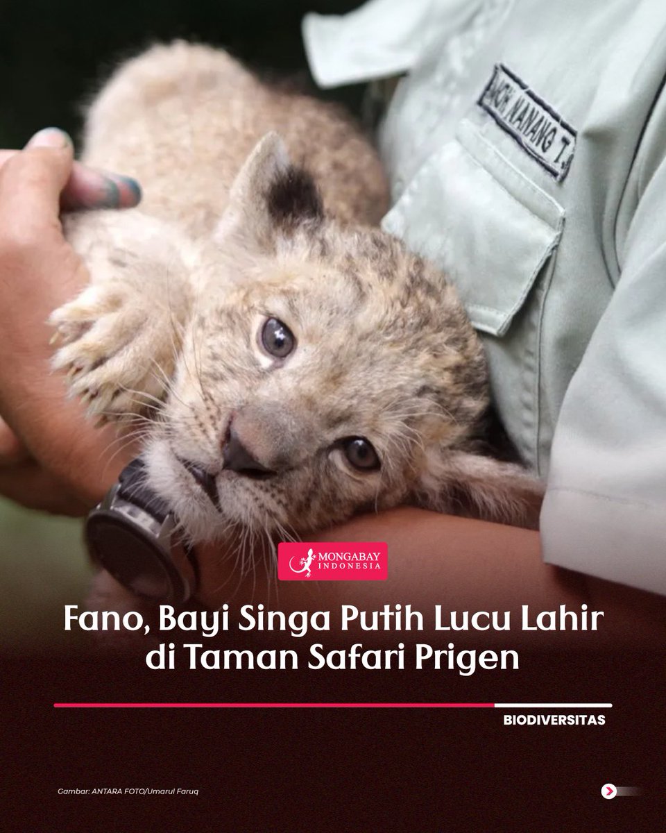 MongabayID's tweet photo. Di Taman Safari Prigen, Pasuruan, Jawa Timur, terjadi peristiwa yang menggembirakan dengan kelahiran seekor bayi singa putih. https://t.co/2As6oWF2Yu