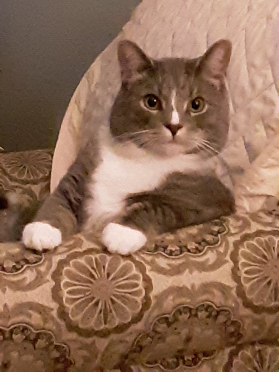 Tommy letting me know it's time for treats.