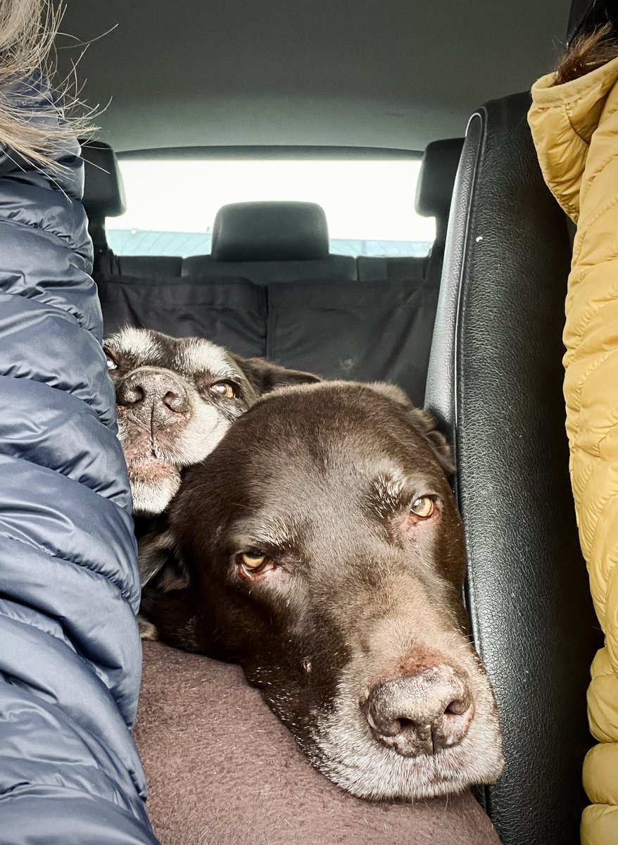 Pawfect squishy & tired dog faces for #ValentinesDay. That’s all we need 🤎🤎