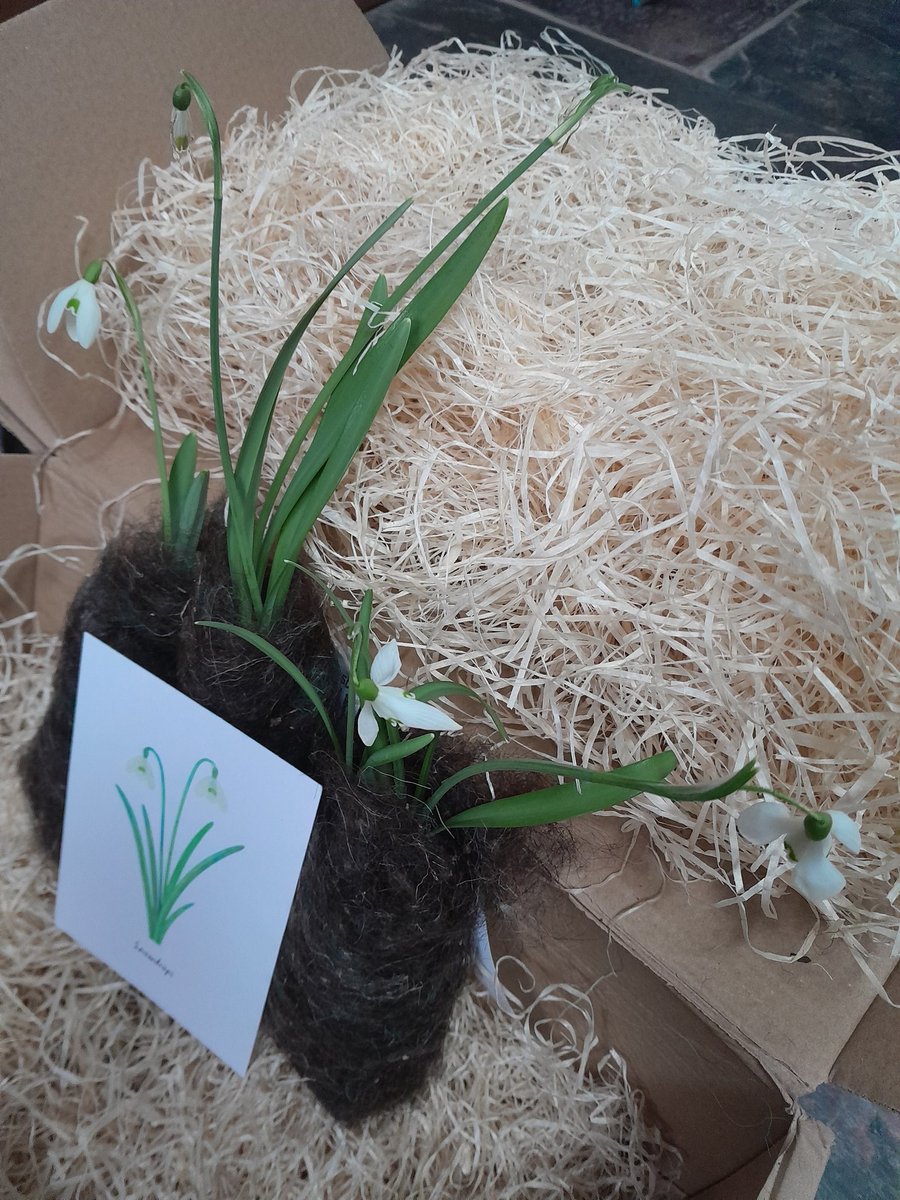 Perfect timing Helen - these beauties from @PictonGarden have just arrived in the post - far better than red roses on #ValentinesDay ! Lovely bulbs and so well packaged - thankyou. #snowdrops #galanthus #snowdrop