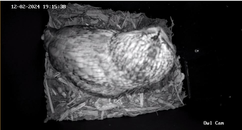 Exciting owl showdown at Bristol Port! Our owl cam box has become the hottest property in town, with both female barn and tawny owls vying for a cozy spot! Who will claim victory in the battle for the box? #environment #portlife #portbury #Avonmouth #conservation #bristolport