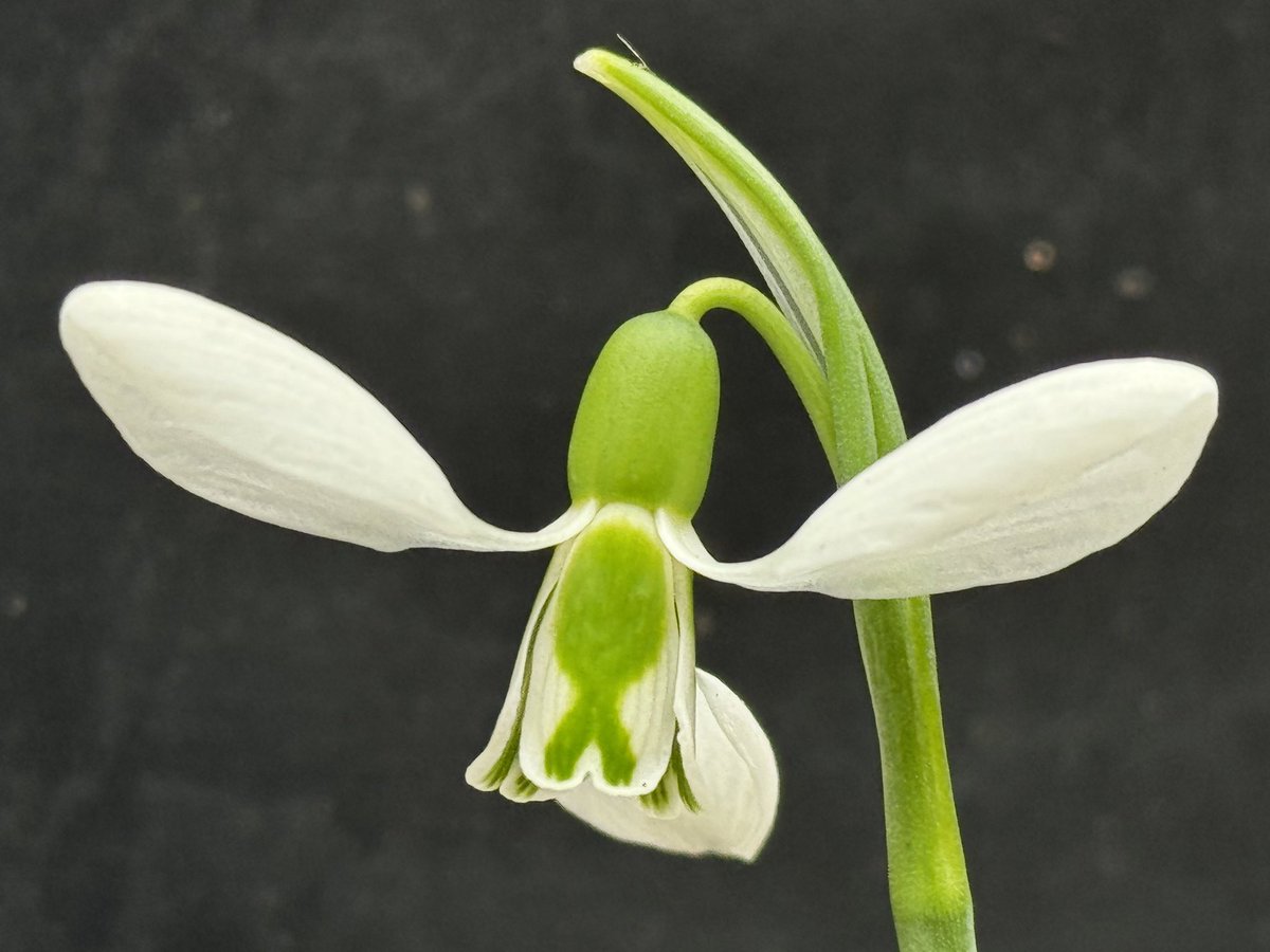 Galanthus elwesii.