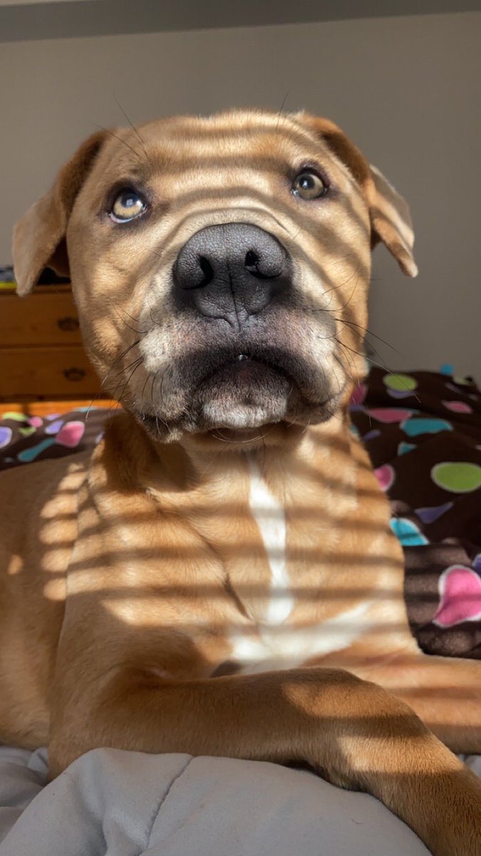 HappyGoobs01's tweet photo. How is finding a dog a new home so hard, like I can’t give him the love he deserves I just want him to get a good home https://t.co/leozRY31Sg