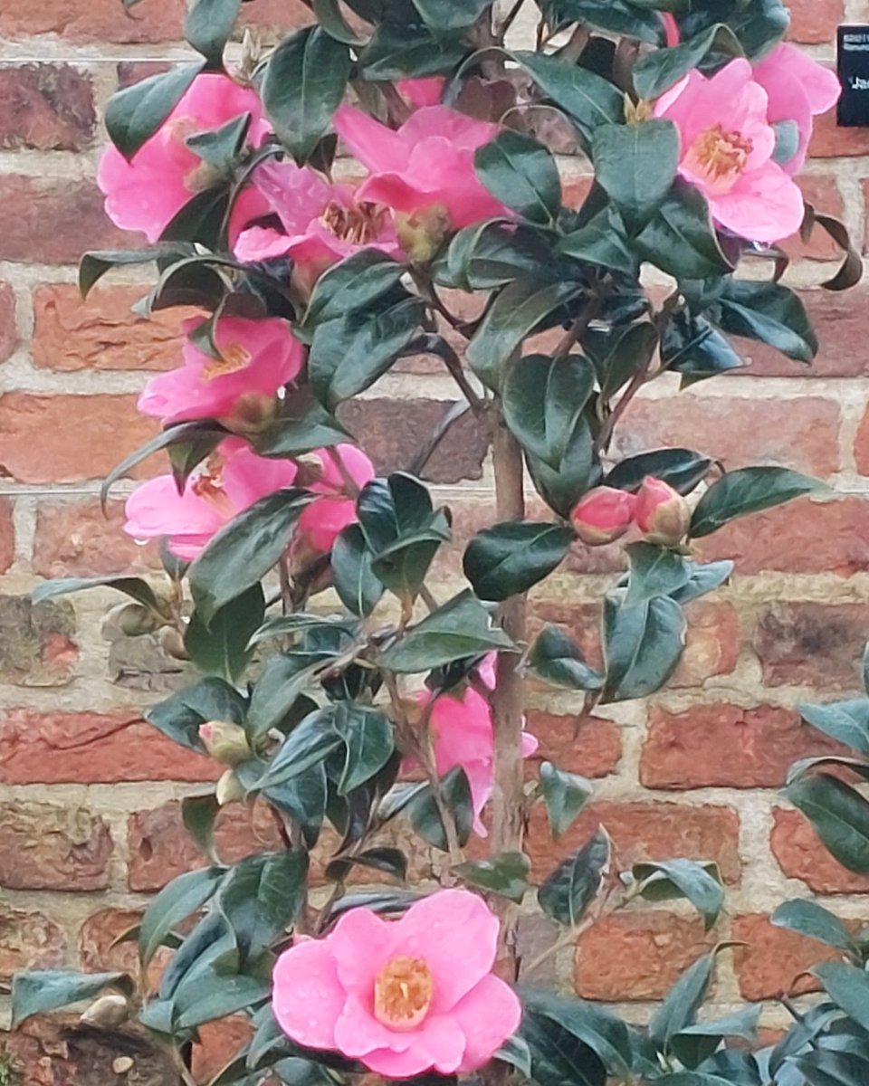 It's been a good year for the vibrant rose-pink Camellia × williamsii 'Saint Ewe' in the Worsley Welcome Garden. Lots of tips on growing camellias here: rhs.org.uk/plants/camelli…