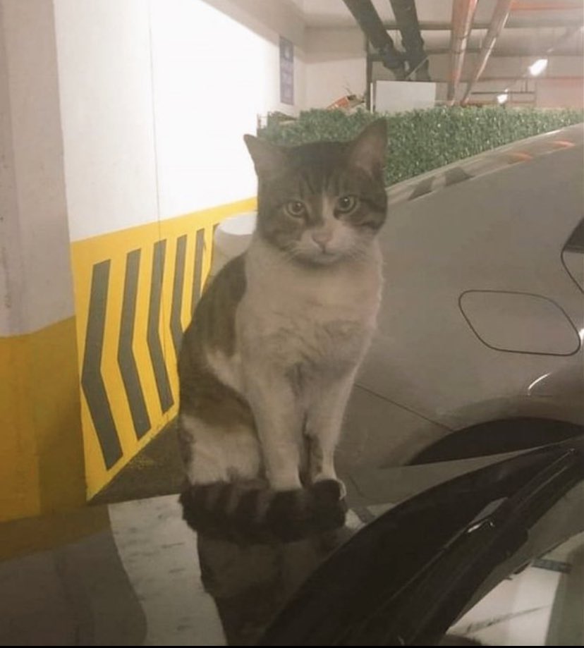 Katilin Adı: İbrahim Keloğlan
O an ne kadar korktugunu dusundukce, acisin diye onun gozlerine bakarken hissettiklerini dusundukce kanim donuyo, gozyaslarimi tutamiyorum. O masum kedi kendince yasamini surdurmeye calisiyordu sadece! 
#ibrahimkeloğlanTUTUKLANSIN #erosiçinadalet