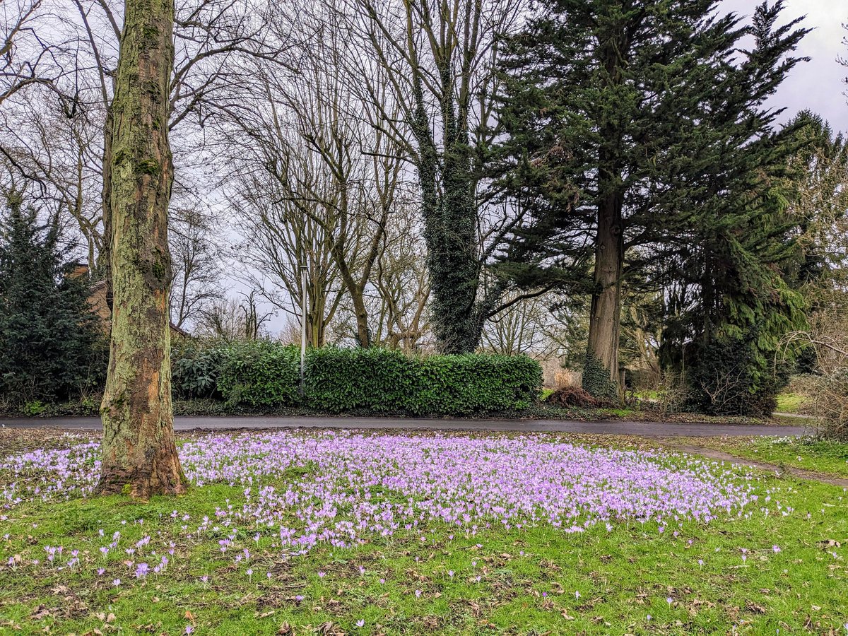 A pretty crocus display in #Knowle today, before it rained!