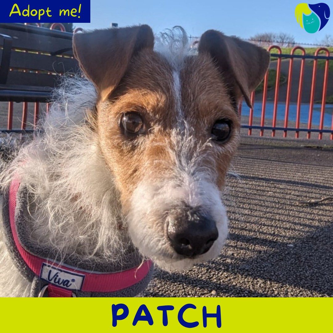 AdoptionsUk's tweet photo. Please retweet to help Patch find a home #DERBY #UK 
🔷AVAILABLE FOR ADOPTION 🔷
Patch is perfect!
She's around 5 years old and is a sweet and active girl. She loves to play ball and get out for walks before settling down for a well deserved nap. It's easy to tell when she's happy because she will do a little 'tippy-tappy' dance with her feet!
Patch's forever home wish list is:
- Children aged 16+
- No other cats/dogs
- Quiet but active home
DETAILS or APPLY👇
https://t.co/XRoN4IBlG9
#dogs