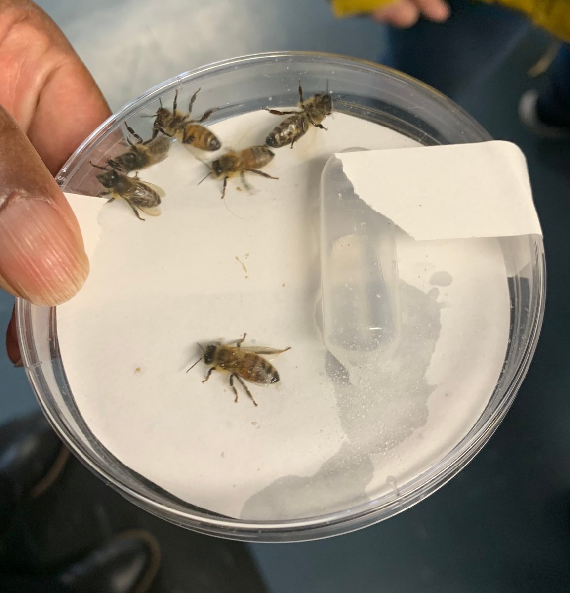 Yesterday, ESA staff visited entomology labs at the <a href="/USDA_ARS/">Agricultural Research Service</a> Beltsville (Md.) Agricultural Research Center, getting an up-close look at work ESA members do to advance our knowledge of bee health, biological control, vector-borne disease management, and more. 1/4