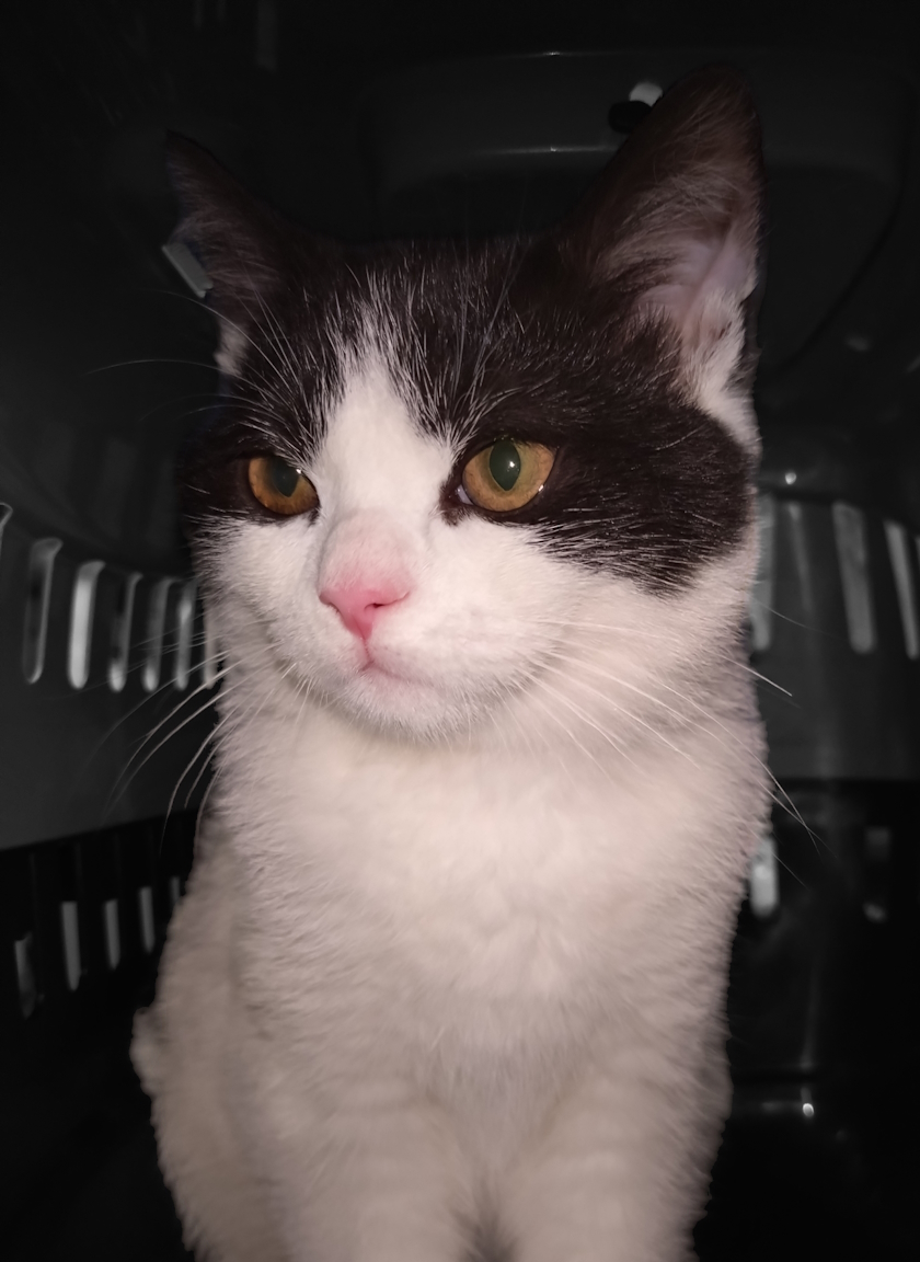 Jeremy is as rough and tumble as he is snuggly. He's still learning how to cat...by pouncing on toes!

#RSPCA #RSPCACumbriaWest #FindEachOther #Kitten #AdoptDontShop #WhitehavenCumbria #WestCumbria #LakeDistrict 

rspca.org.uk/local/cumbria-…