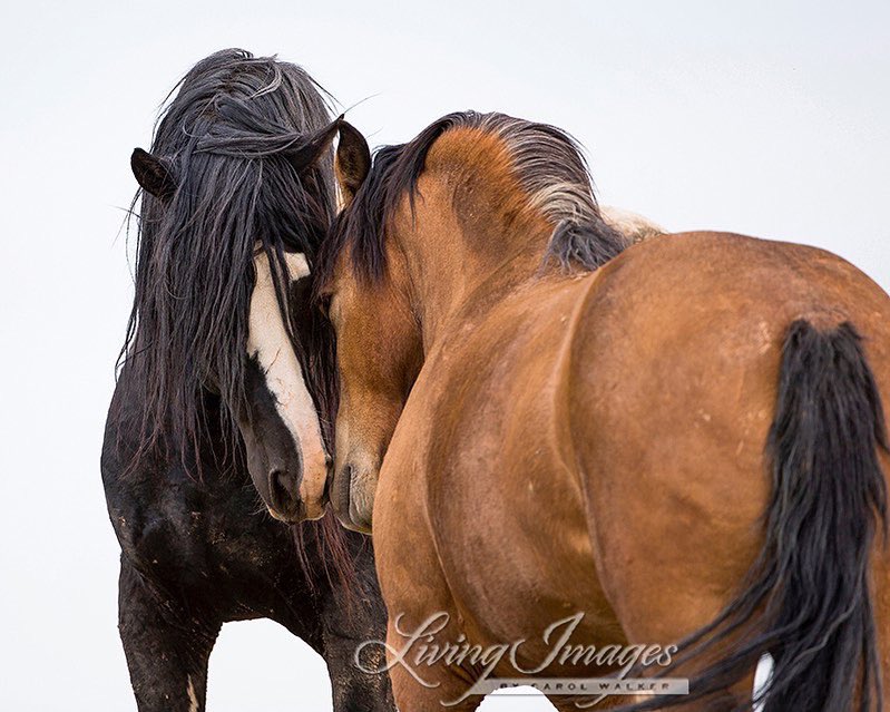Sending much love ❤️ and light  to the McCullough Peaks Herd this Valentine’s Day. This is Washakie and Adobe Girl. #wildhorses #stoptheroundups