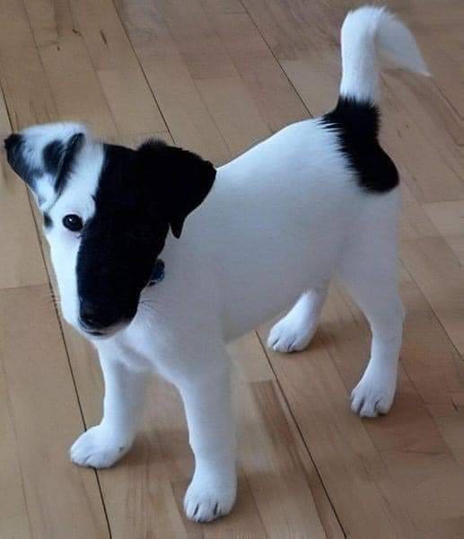 What would you name him?? Hmm 🤔?¿