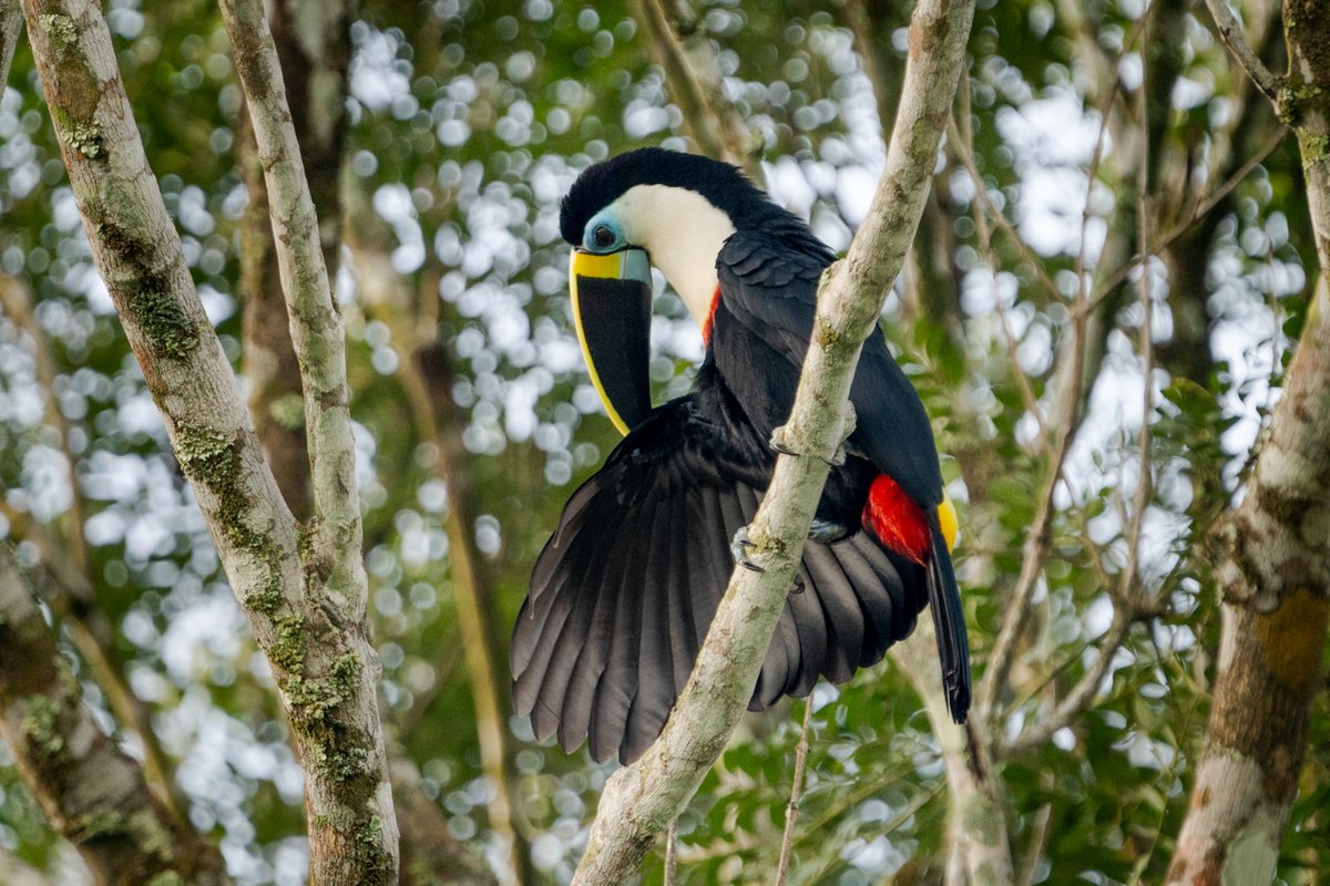 LuisBCano1's tweet photo. Fotos del Christmas Bird Count para @audubonsociety #AudubonCBC #Colombia #birdphotography https://t.co/ENxcmlZp1B