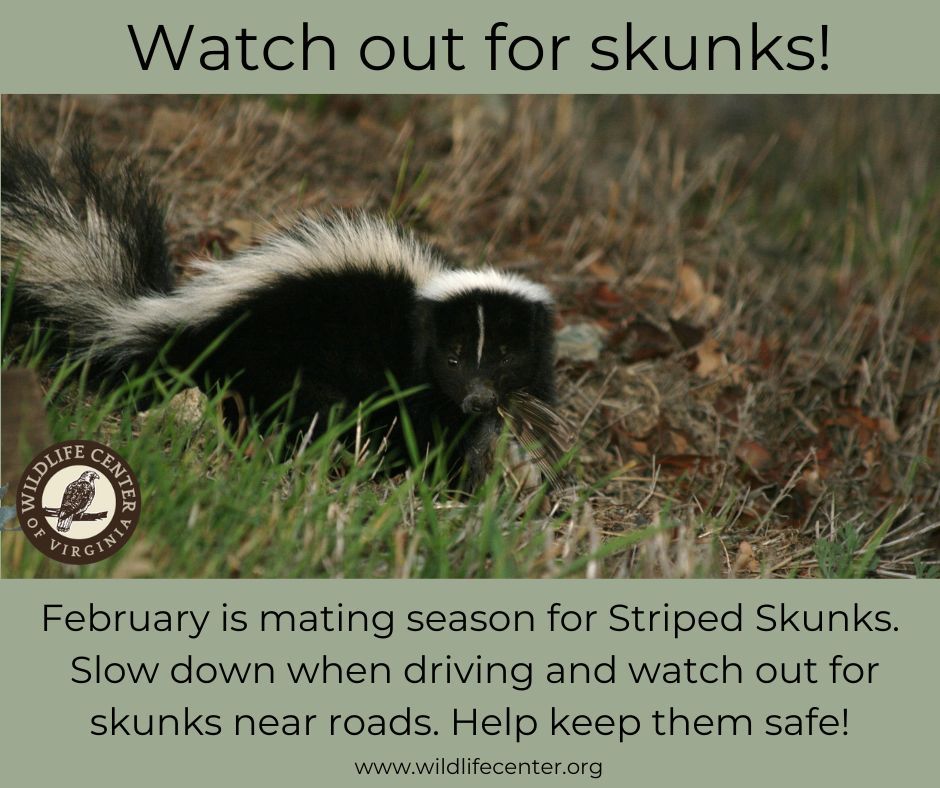 It's #ValentinesDay, and you know what that means - watch out for skunks! ❤️ Thanks to @AugFreePress for helping us spread the word. Read about how to help (and prevent conflict with) skunks this season here: buff.ly/42D2BF6