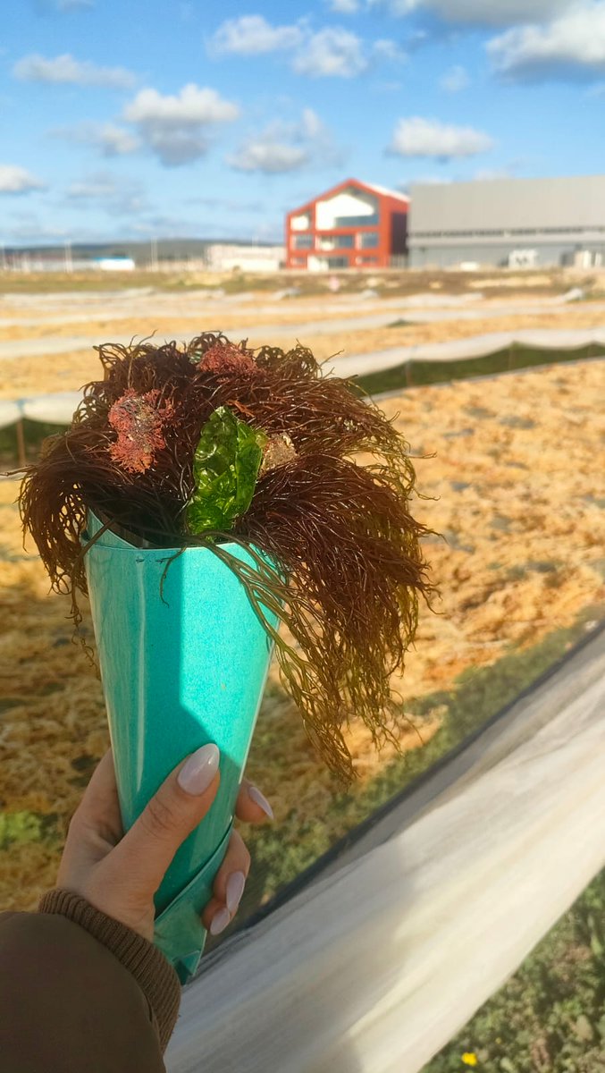 Say it with Red seaweeds !!
Happy Valentine's Day from our farm in Tunisia! Wishing you all a day filled with love and joy. 🌹💼

#algen #algae #algas #algues #seaweed #macroalgae #algaeworld #ValentinesDay