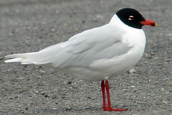 Preston Society of Birdwatching (@prestonnature) on Twitter photo 🆕Talk: Monday 19th February 19:30
Gulls of the UK by <a href="/Talks_and_Walks/">Russell Hedley</a>
<a href="/visitpreston/">Visit Preston</a>
<a href="/RSPB_Ribble/">RSPB Ribble Estuary</a>
St Mary's Church Penwortham
Just £3 on the door for non-members 🆕Talk: Monday 19th February 19:30
Gulls of the UK by <a href="/Talks_and_Walks/">Russell Hedley</a>
<a href="/visitpreston/">Visit Preston</a>
<a href="/RSPB_Ribble/">RSPB Ribble Estuary</a>
St Mary's Church Penwortham
Just £3 on the door for non-members