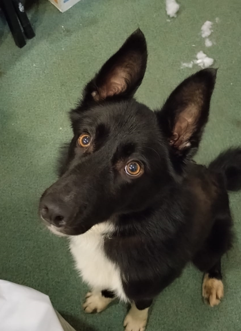 Hugo needs someone who's experienced with collies, and can teach him everything he needs to know as he's had very little input so far.

#RSPCA #RSPCACumbriaWest #FindEachOther #Collie #AdoptDontShop #CollieDog #WestCumbria #WhitehavenCumbria

rspca.org.uk/local/cumbria-…