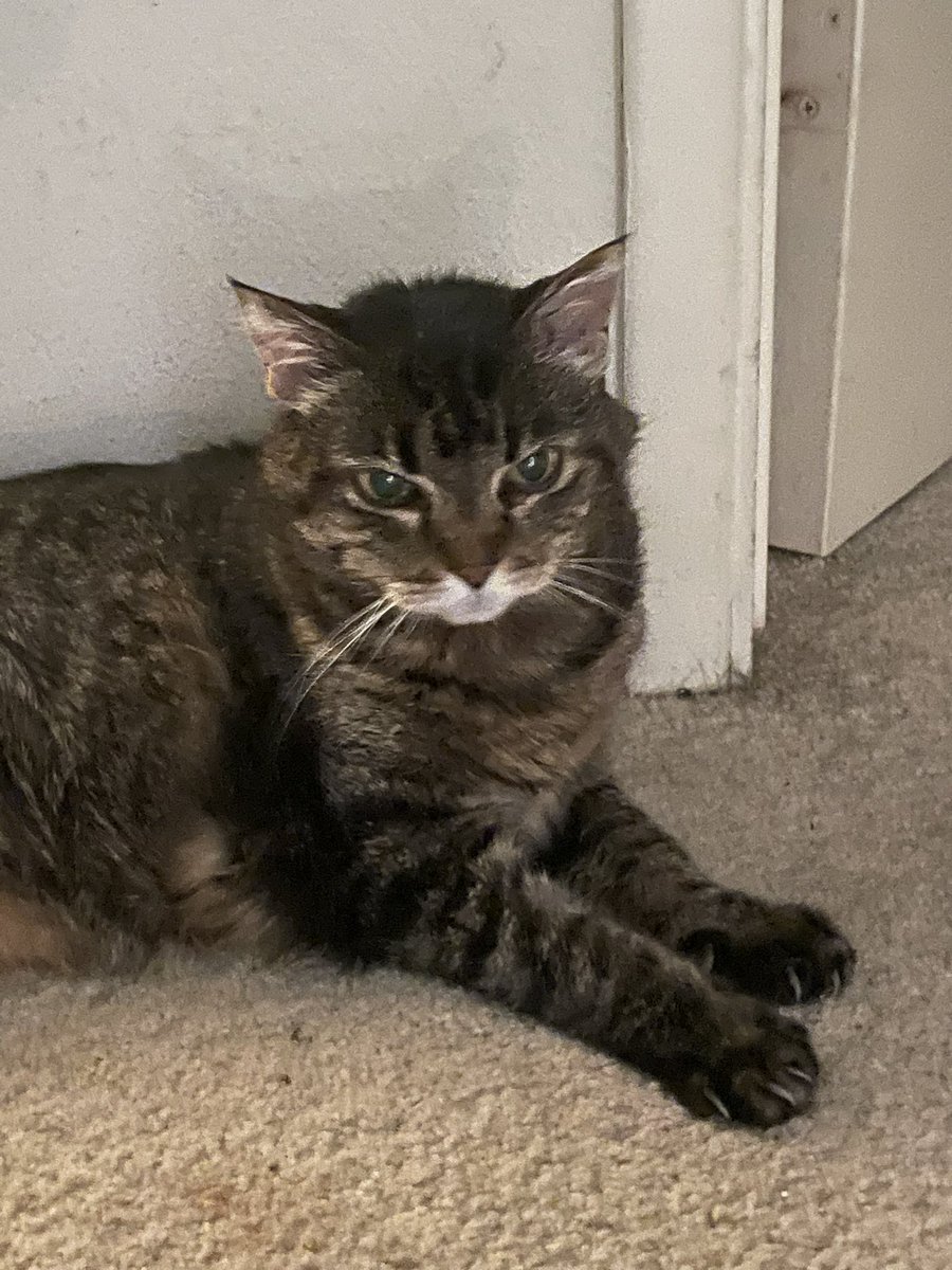 betsyrnewman's tweet image. Our sweet Lucy has stopped eating and has a hard time walking. She wants to go, and we will help her do so later today. She hates going to the vet, so this afternoon, a wonderful home-visiting vet will gently guide her out of this life. 😥