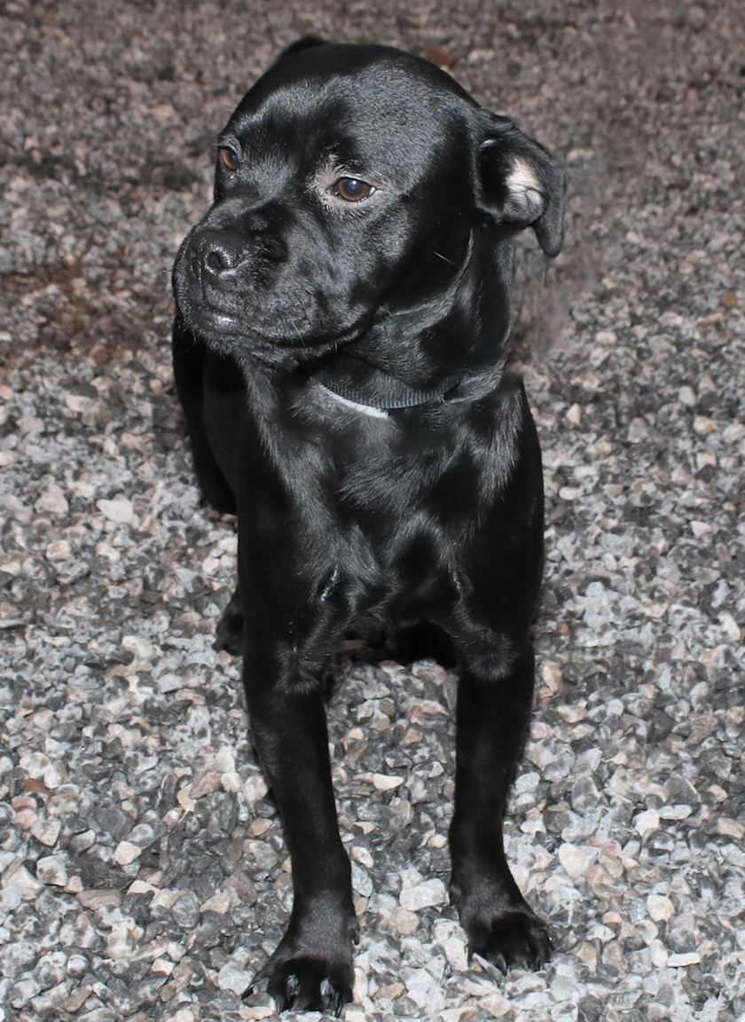 Tommy is a wonderful little dude! He needs an energetic family, as he loves running around crazy in dog safe spaces, and walking, lots of walking!

#RSPCA #RSPCACumbriaWest #PugCross #BlackDog #AdoptDontShop #WestCumbria #WhitehavenCumbria #FindEachOther

rspca.org.uk/local/cumbria-…