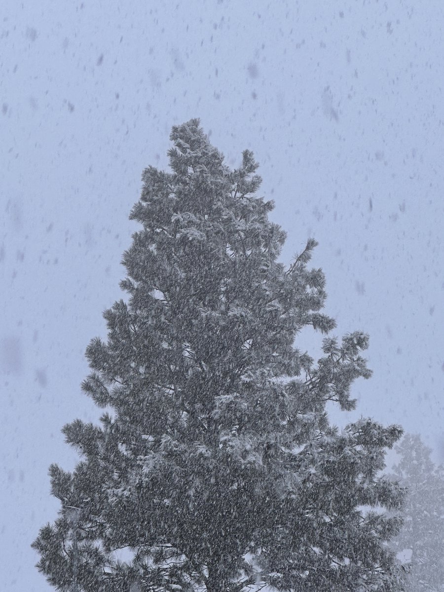 Fre_WinNF's tweet photo. Trees are green,
Snow is white,
A frosty forest,
Is a valentine's day delight.
#badvalentinesdaypoem

Whether you celebrate Valentine's day or not - the Forest is for everyone.

(📸 - Ben Wilson, USDA Forest Service) https://t.co/AiDe8CCMXw