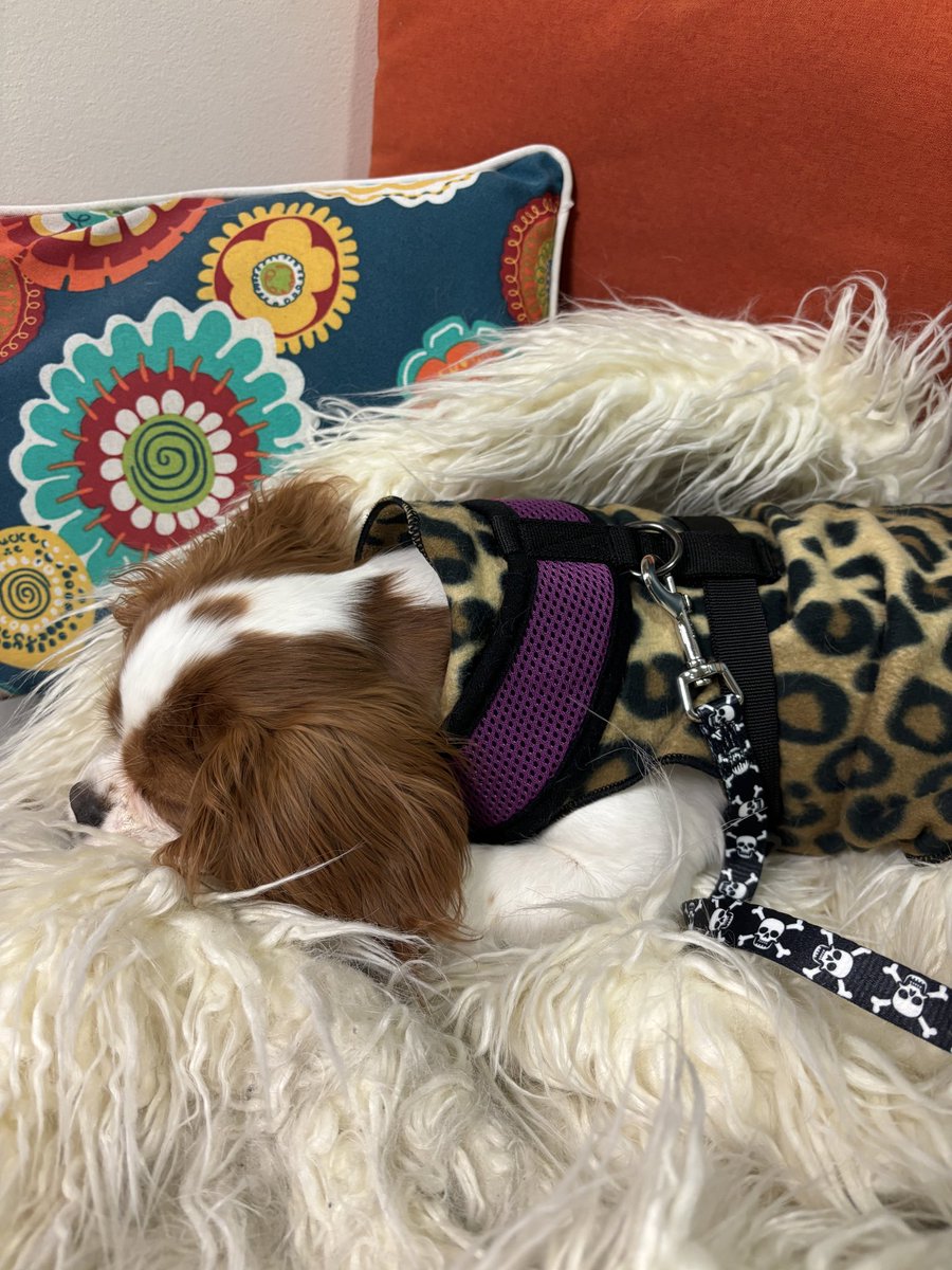 Maureen Van Zandt tweet media