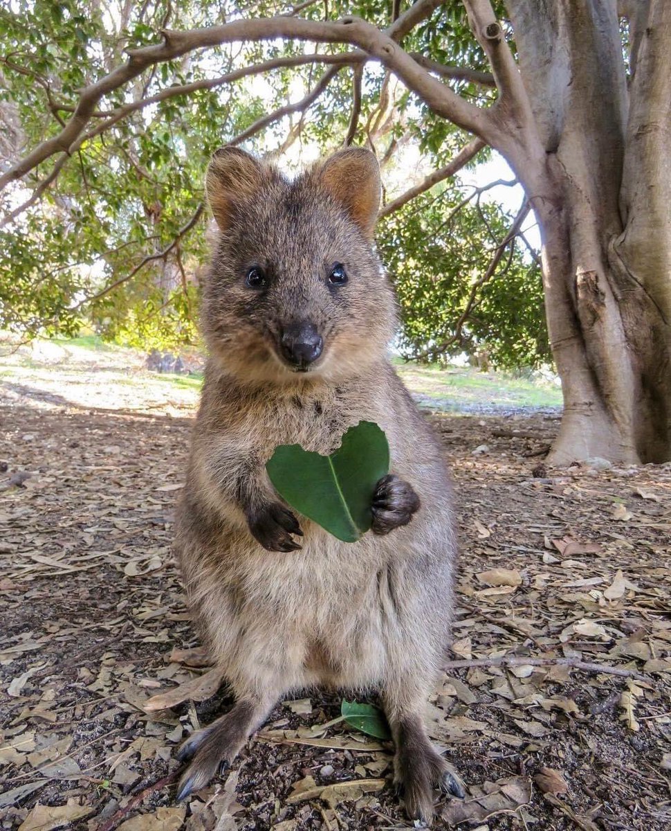 thequokkagroup tweet media