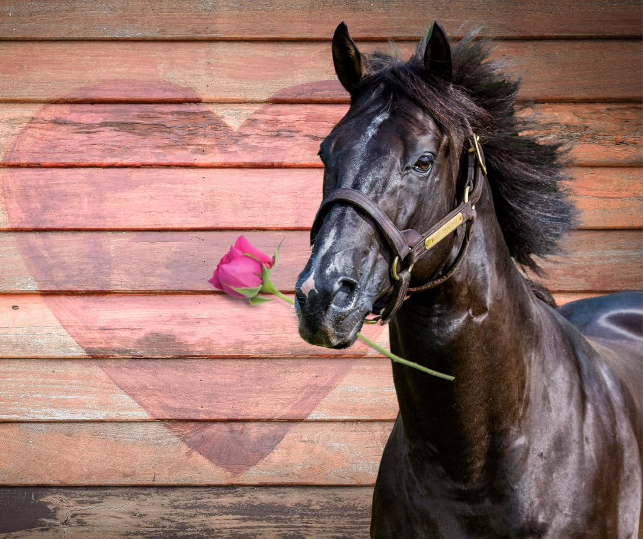 Happy Valentine’s Day from WAR DANCER. SIRE ON FIRE 🔥 ❤️ Great day to book a season for YOUR mare: Call us today : 518.444.4015