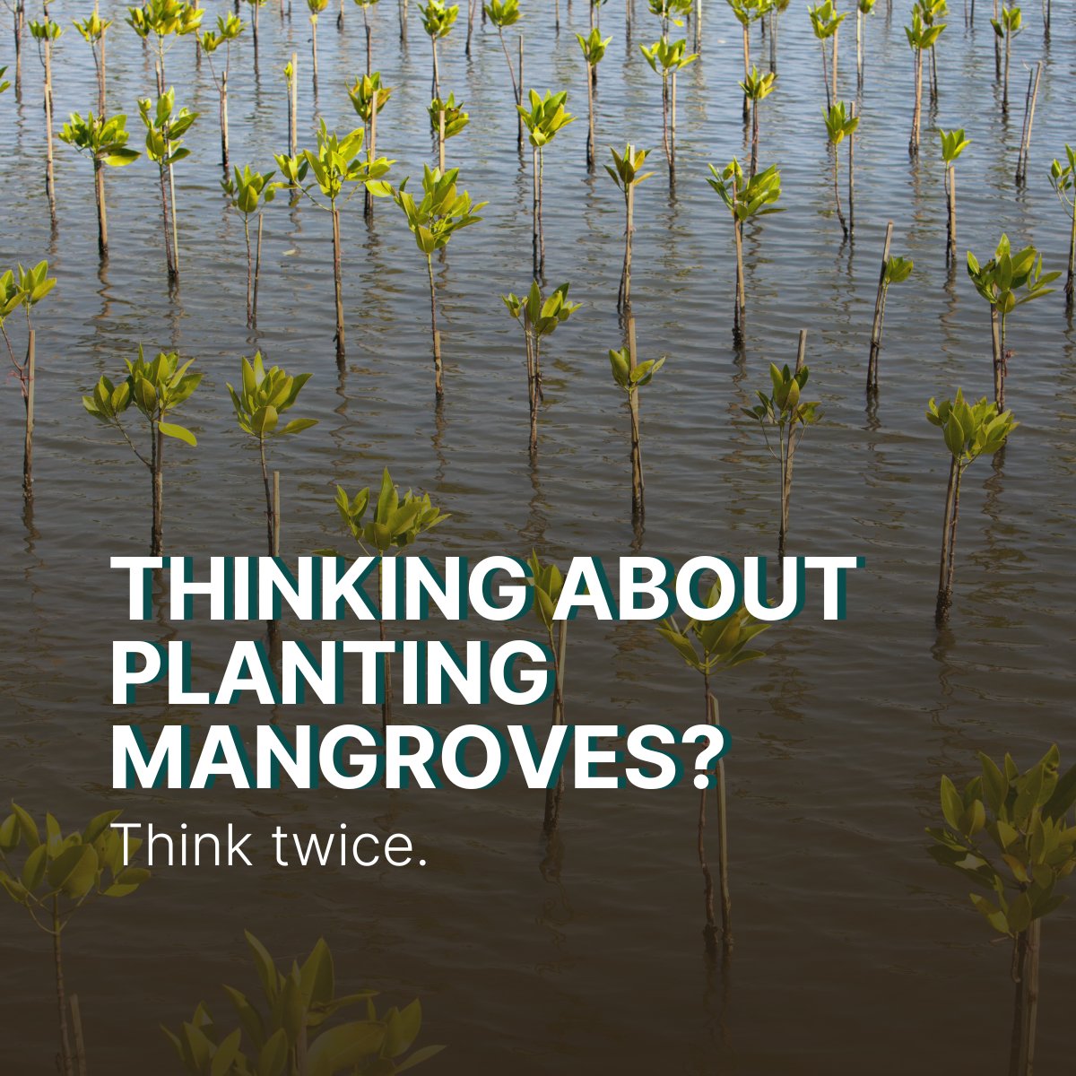While, in some cases, planting can assist or enrich the natural regeneration process, the vast majority of planting projects fail to restore functional #mangroveforests.

So before you order your seedlings, here's a checklist to make sure your restoration efforts are successful: