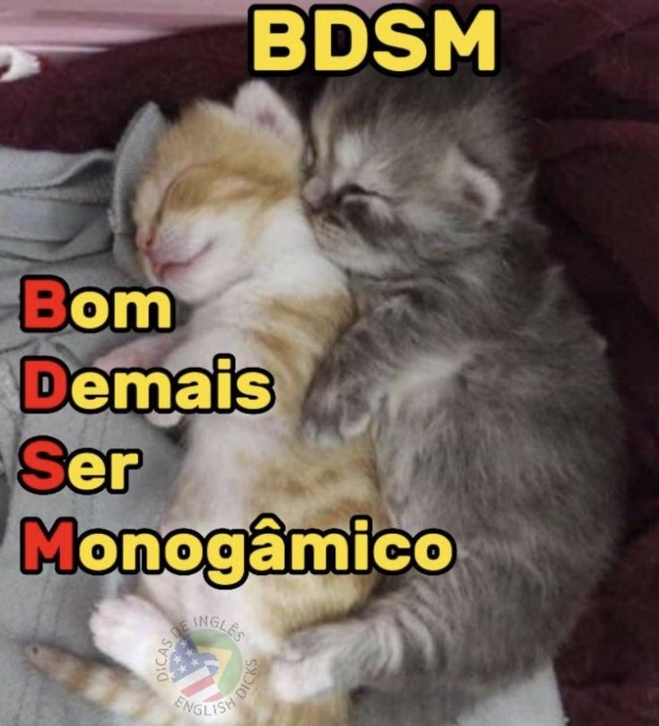 perfil dedicado a gatinhos e peitos (@odeiootaco) on Twitter photo 