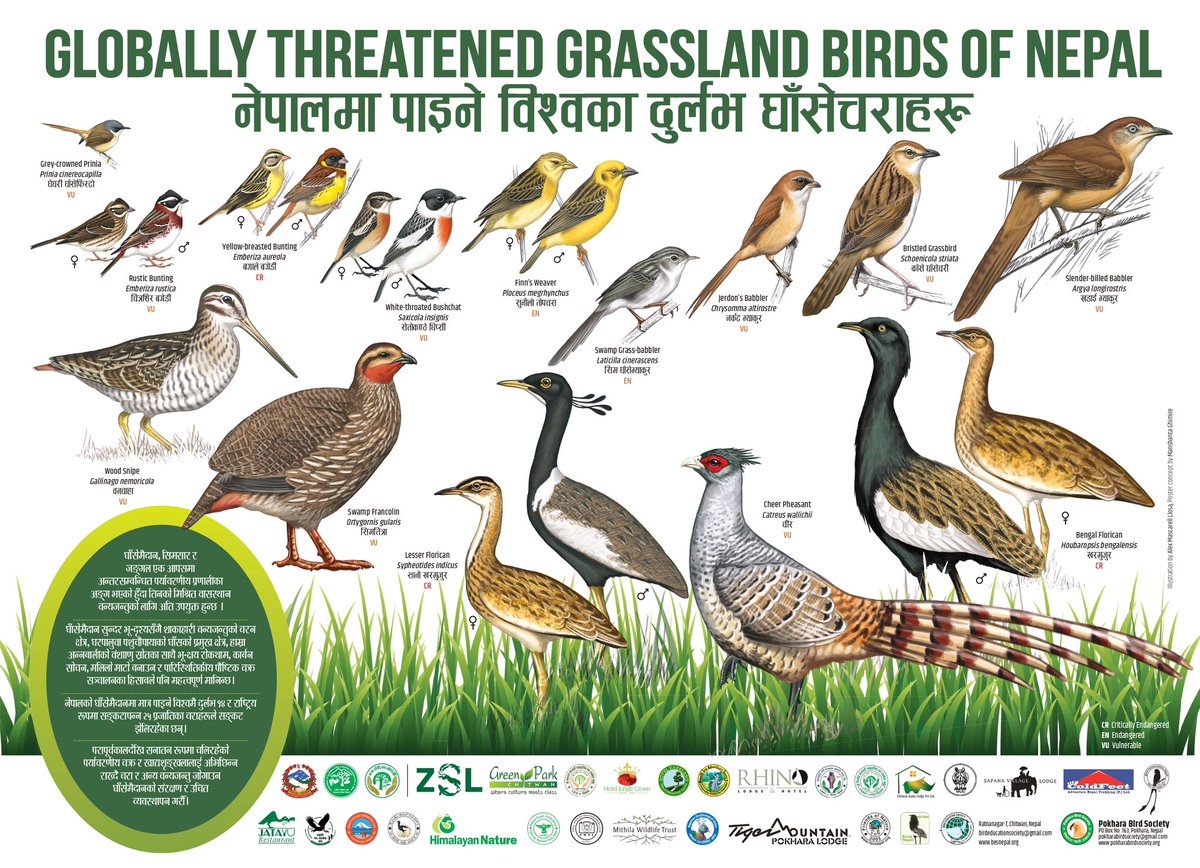 PBS has unveiled “Globally Threatened Grassland Birds of Nepal” on the occasion of 2nd Nepal Bird Fair 2024. Thanks you Mr. Alex for your hard work to made these beautiful illustrations. We look forward to further co-operation in future for conservation awareness in Nepal.