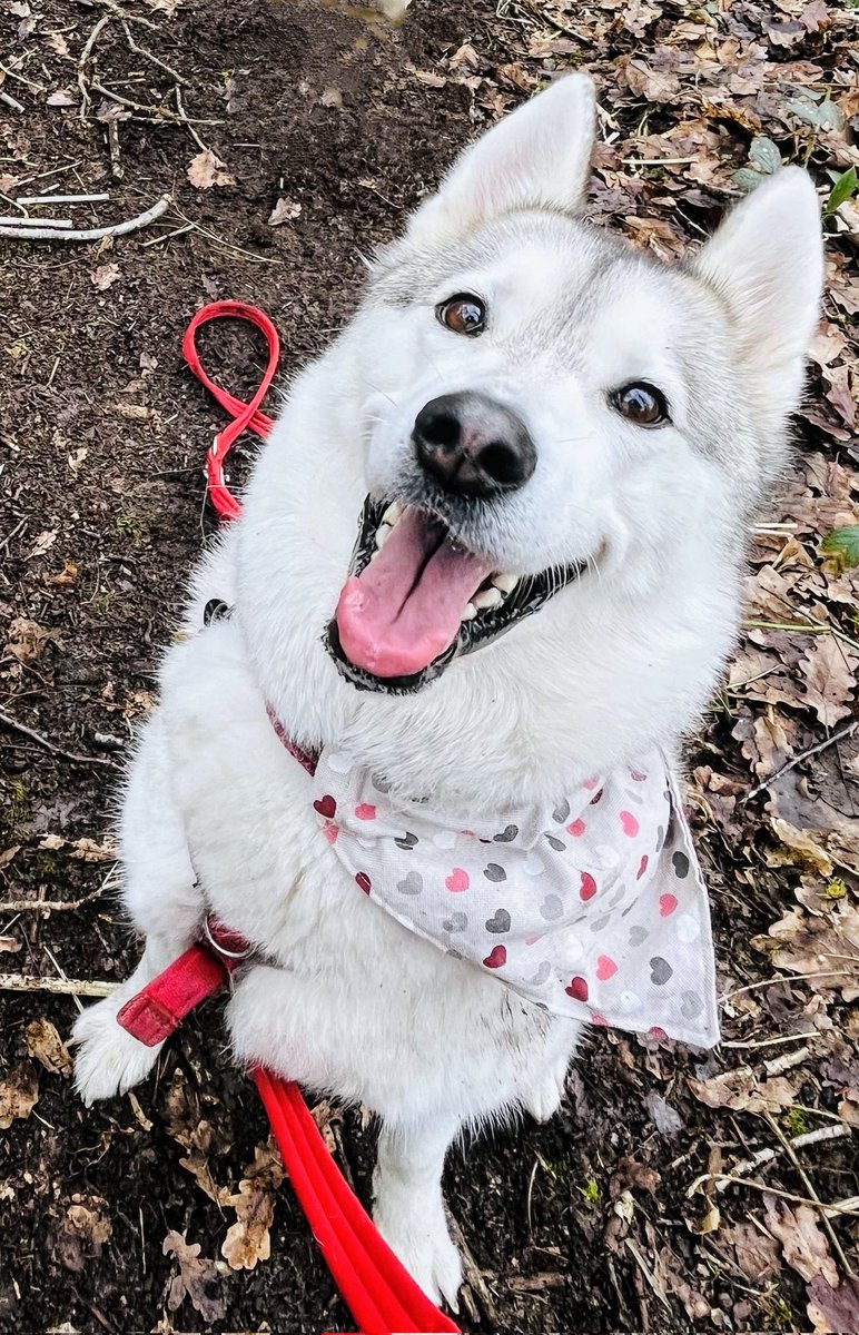Happy Valentine's Day! Woof you! 💟
.
.
#ValentinesDay #husky #dogs