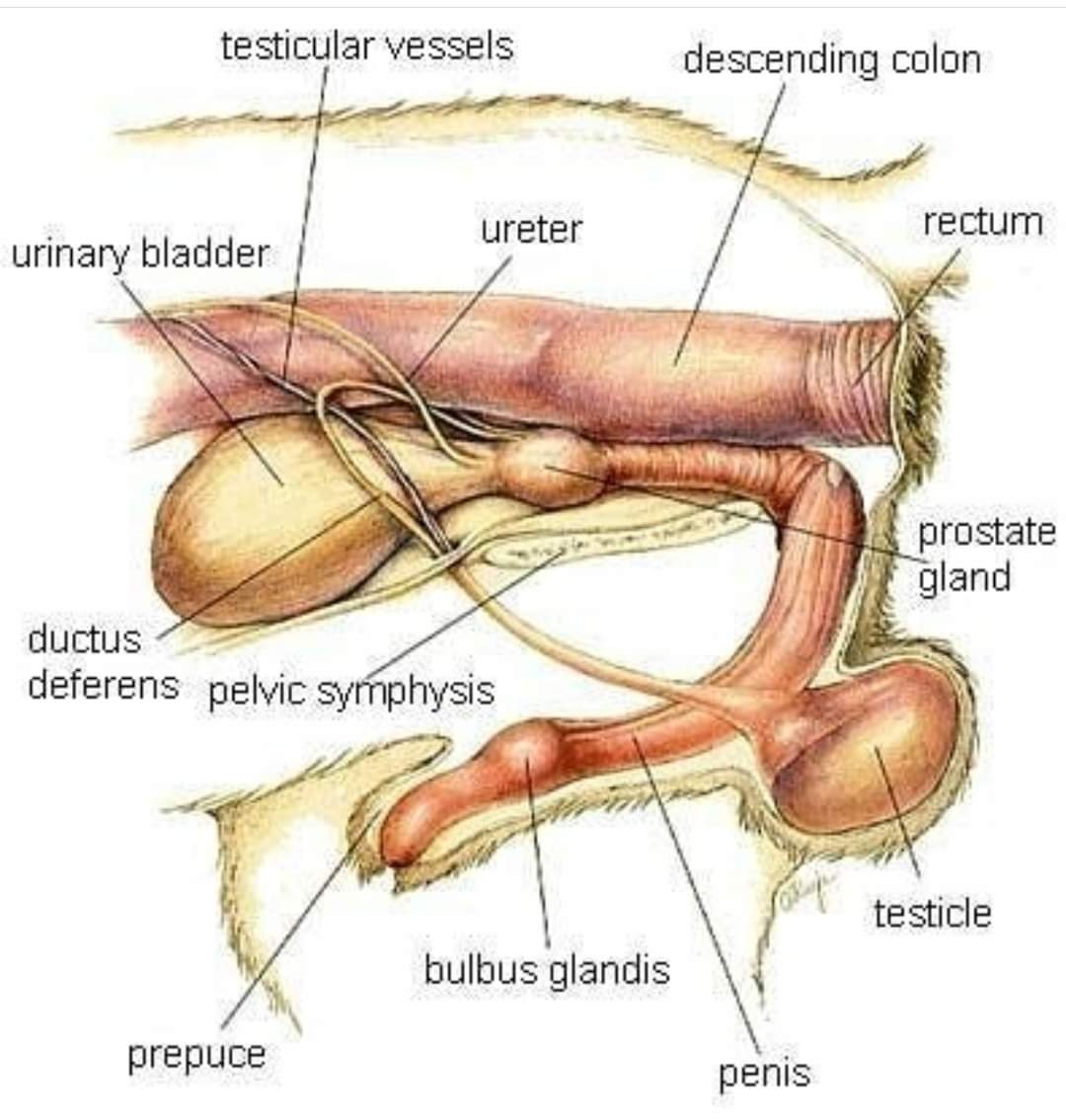 Vet Knowledge Pedia (@thevetknowledge) on Twitter photo 