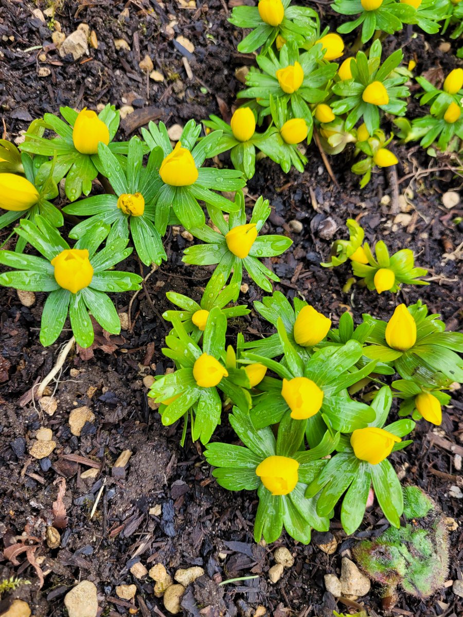 discors1's tweet photo. @jackwallington If you want a label 'Galanthophile' Just seen some Giant Elwesii at Hidcote Gdns with naturalising Aconites as well. One day I might stay in a house long enough to get these established https://t.co/5epD9EIGh1