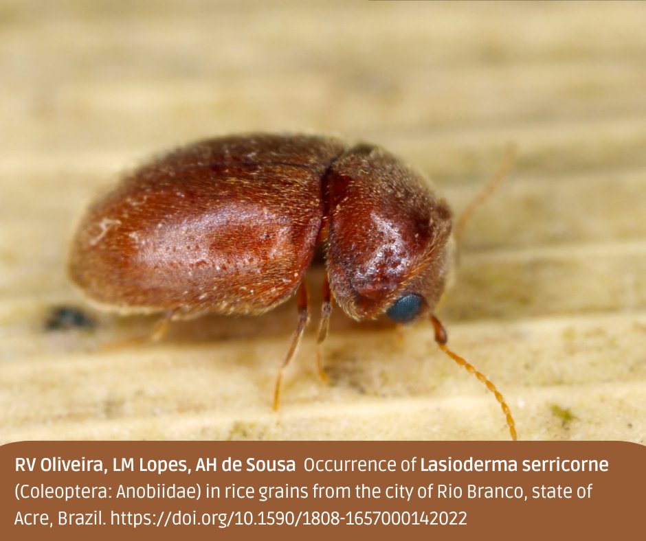 ⚠️New occurrence alert! Lasioderma serricorne, a common #pest in the food and tobacco industry worldwide, was found for the first time in #rice grains in Rio Branco, #Brazil
🔓doi.org/10.1590/1808-1…

#cigarettebeetle #storedproductinsect #OpenAccess