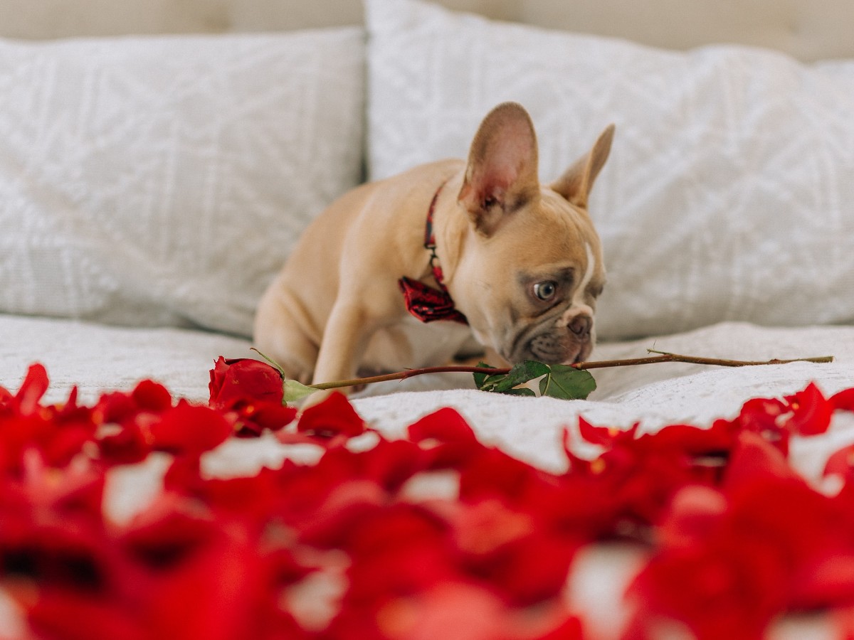 Happy Valentines Day