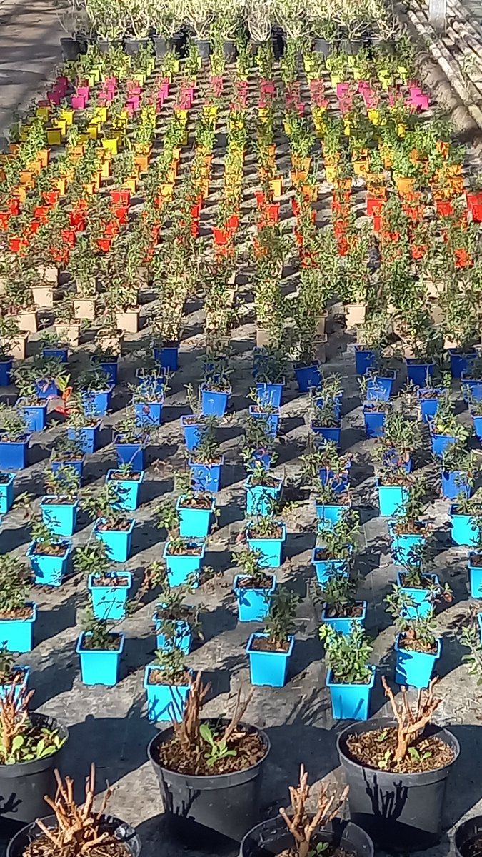 CombeTardy's tweet photo. #avecfrancetravail #semainedeLagriculture #DOMEXMardi 13 Février au CFPPA Terre d'horizon des demandeurs d'emploi se sont informés sur les formations CAPA et BP responsable de production. Une journée pour envisager concrètement de changer de vie professionnelle ! #CFPPA https://t.co/1ZzEa9VATA