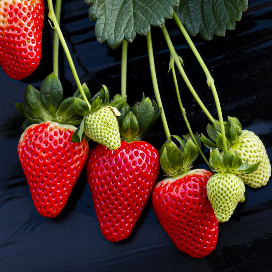 planasa_group's tweet image. Some people say that #love is in the air, in our case love is in breeding and our #varieties confirm it. 💚

We couldn't be more in love with them! 😍

#planasa #valentinesday #happyvalentines #inlove #loveday