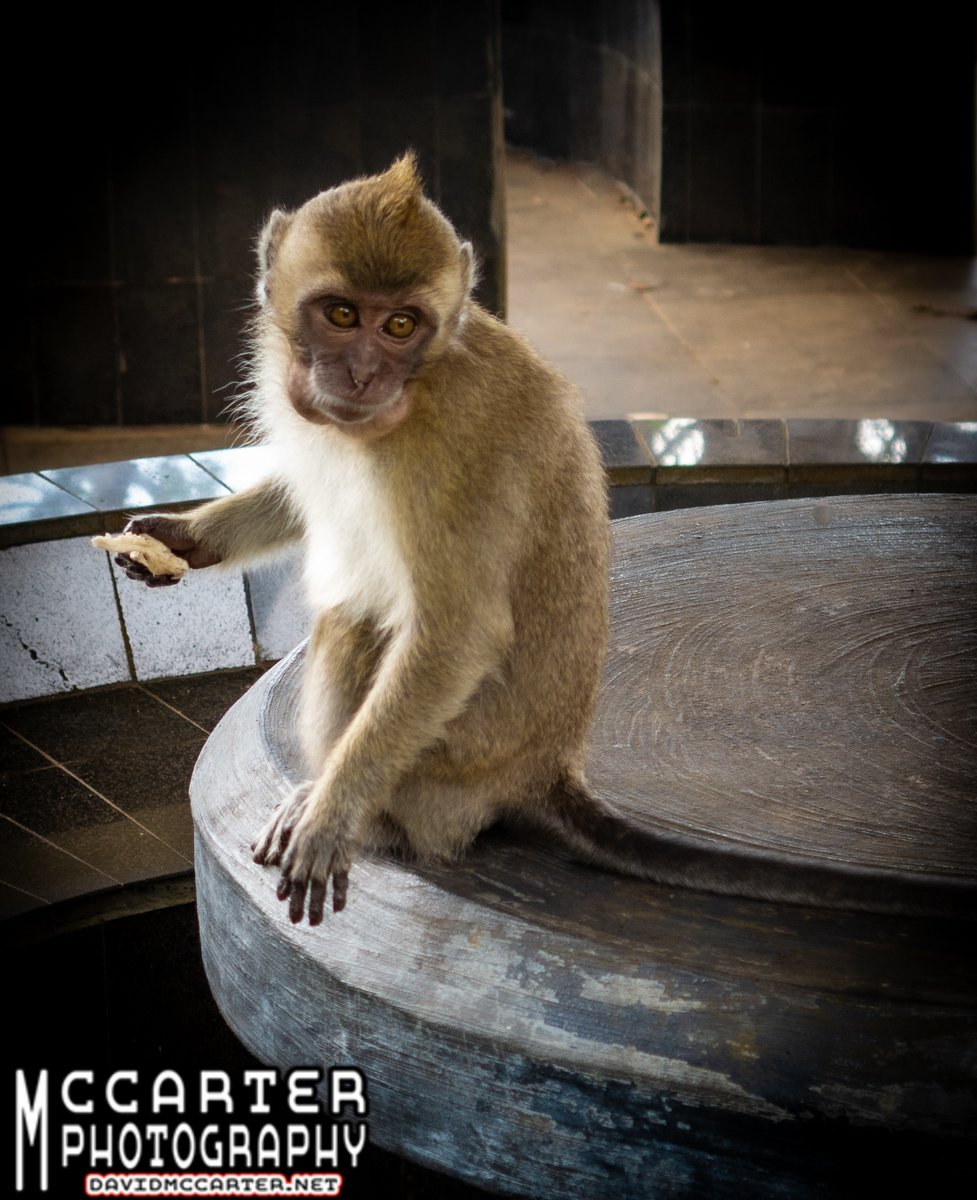 Unforgettable moments in Mauritius! 🏝️ Captured this 'It's Mine' scene – a determined monkey guarding its food. Check out my travel adventures and more at davidmccarter.wordpress.com/2024/02/14/pho… #Travel #Mauritius #photography