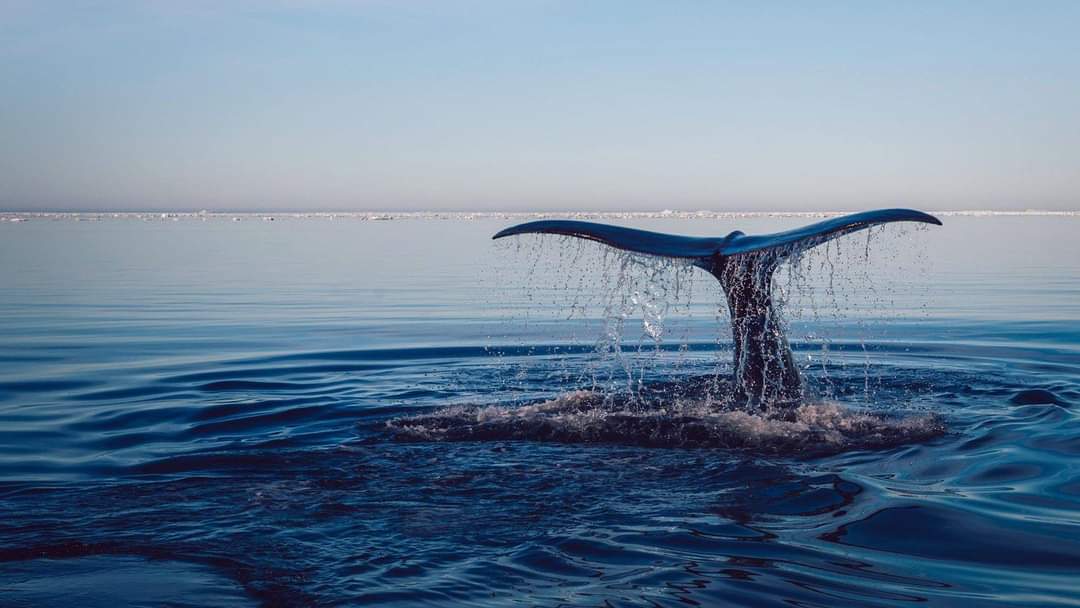 Sonra sana karışacağım, sınır tanımayan bir büyük denize sınır tanımayan bir damla olarak.
H.Cibran
🅾️  🌱 💗
Aşk ile HU