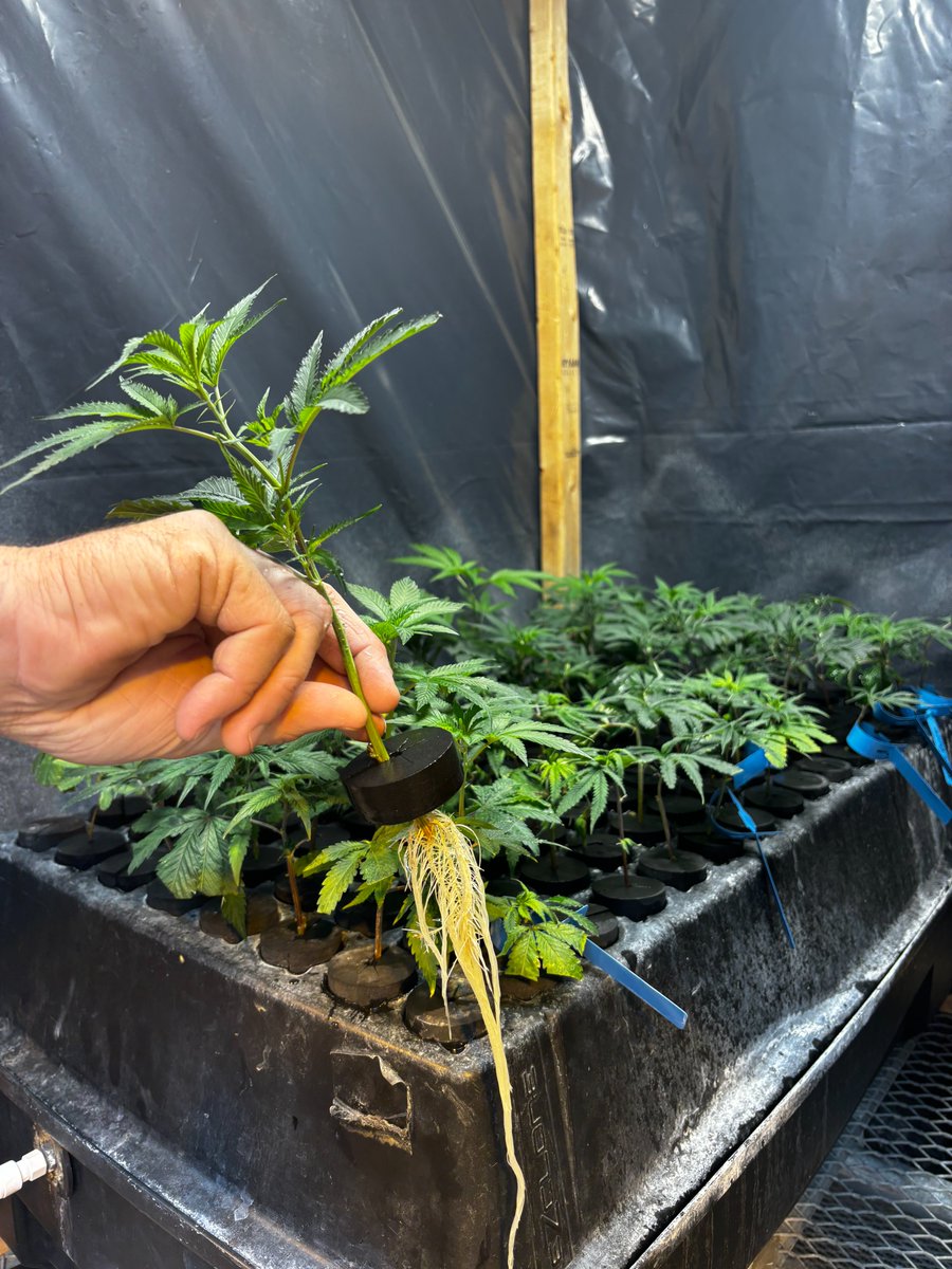 NobleGrowing's tweet photo. Clones coming along nicely! 📷 #CloneUpdate #WeGrowTreesNotPlants https://t.co/xkkop6GZW4