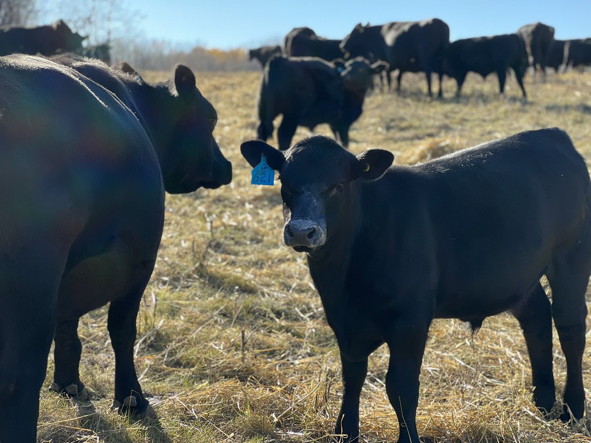 Nothing like a milk moustache to ask someone to BEEF your valentine ❤️

I’d like to know… what do you LOVE about being in ag?

#AgTwitter #ValentinesDay #WestCdnAg