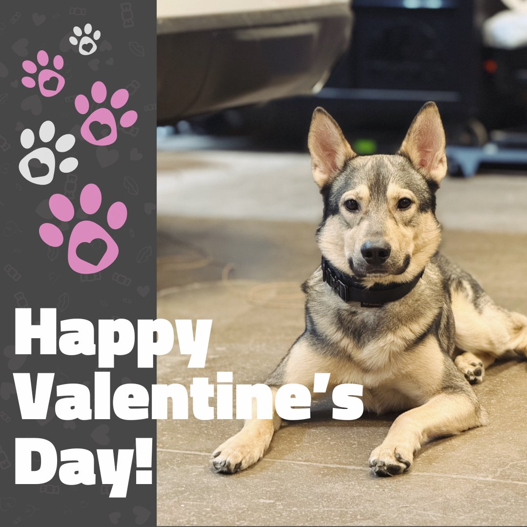 SectorGear1's tweet photo. Beren says Happy Valentine’s Day from Sector! He also says the best gift you can give your team is upgrading your tech. 😘

What a smart pup. 🐶 https://t.co/iC2gu6dyQh