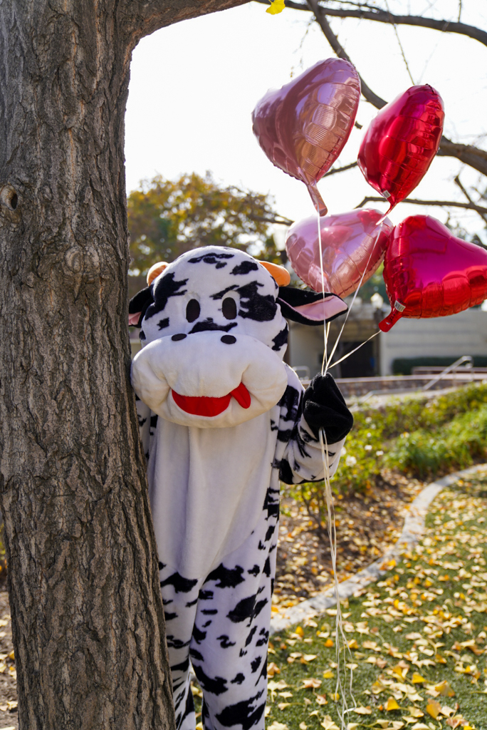 Holy cow, it's Valentine's Day! 🌹🐮❤️ Sending lots of love to all our Chino community members! Bullseye thinks you are udderly amazing!